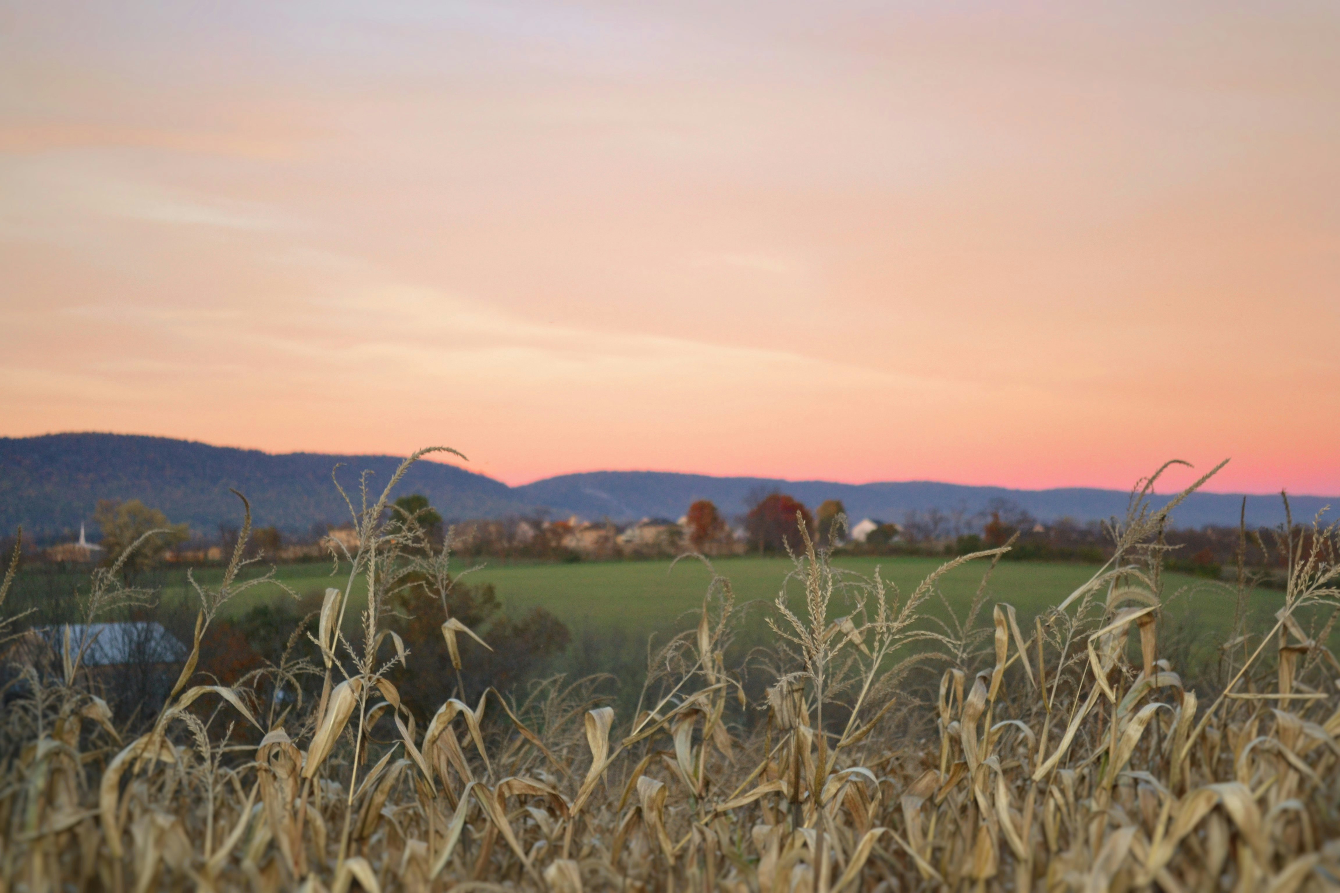 brown plant near green grass field at golden hour